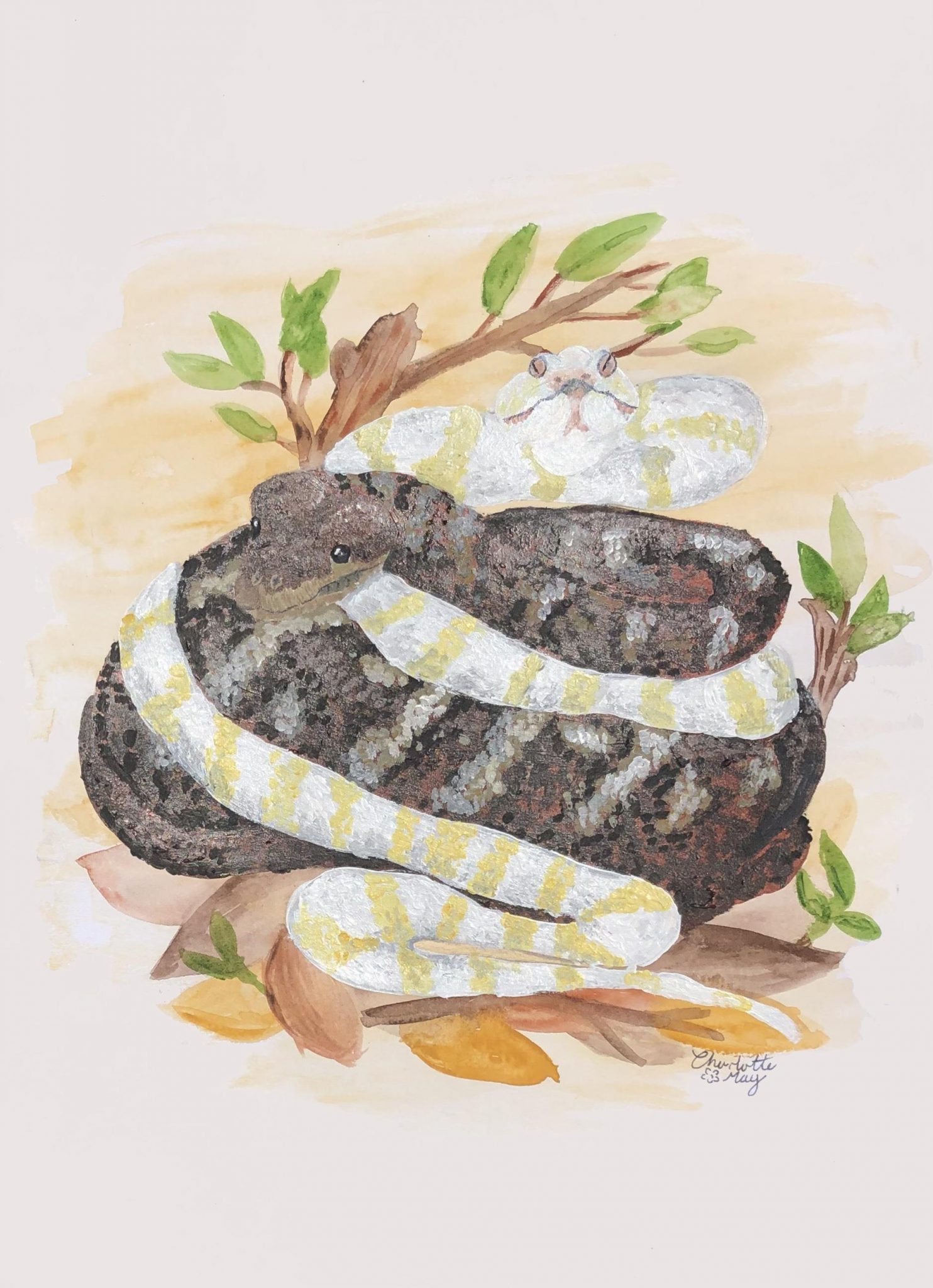 Carpet Pythons – Wonkie Knee Art