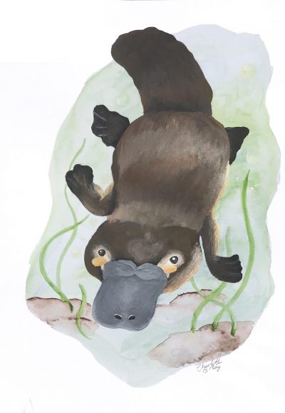 Platypus