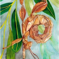 Rose the Spiny Leaf Eater