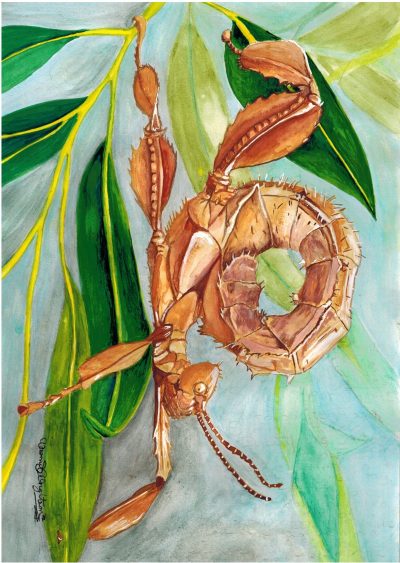 Rose the Spiny Leaf Eater