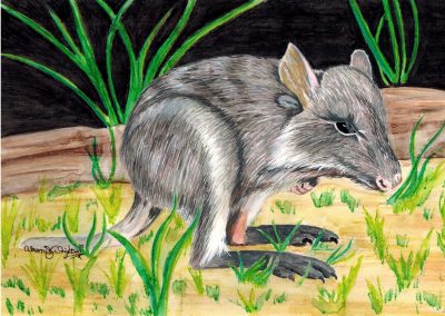 Rufio the Rufous Bettong