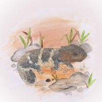 Shingleback Lizard