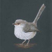 Superb Fairy-wren Female