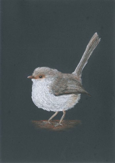 Superb Fairy-wren Female