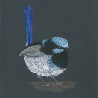 Superb Fairy-wren Male