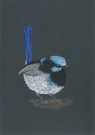 Superb Fairy-wren Male