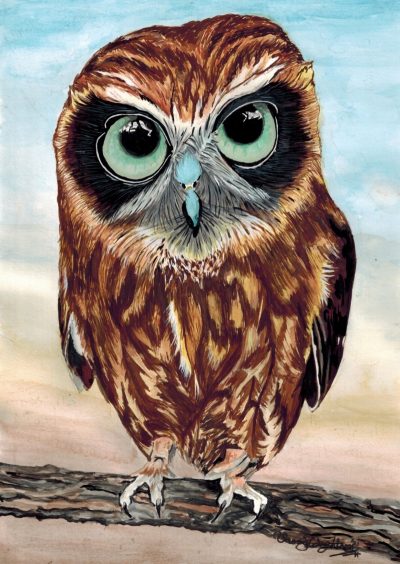 Widget the Boobook Owl